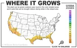 Summit Muscadine - 1 Gallon Pot -Garden Plants Shop 8b 11 1