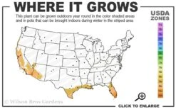 Little Prince Banana Plant - 1 Gallon Pot 8 Little Prince Banana Plant - 1 Gallon Pot -Garden Plants Shop 9a 11