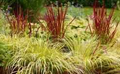 Golden Sweet Flag - Acorus Gramineus 'Ogon' - 1 Gallon Pot -Garden Plants Shop Acorus Ogon 103