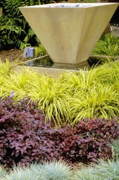 Golden Sweet Flag - Acorus Gramineus 'Ogon' - 1 Gallon Pot -Garden Plants Shop Acorus Ogon 104