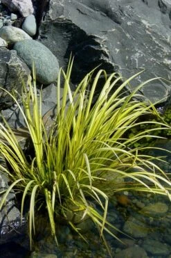 Golden Sweet Flag - Acorus Gramineus 'Ogon' - 1 Gallon Pot -Garden Plants Shop Acorus Ogon 105