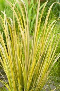 Golden Variegated Sweet Flag - Acorus Gramineus 'Oborozuki' - 18 Count Flats Of Pint Pots -Garden Plants Shop Acorus Sweet Flag Variegated 500x750 1