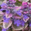 Burgundy Glow Ajuga - Bugleweed - 5-Pack Of 4" Pint Pots