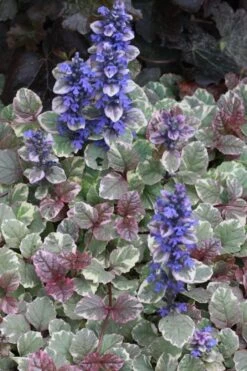 Burgundy Glow Ajuga - Bugleweed - 5-Pack Of 4" Pint Pots -Garden Plants Shop Ajuga Burgundy Glow 500x750 1
