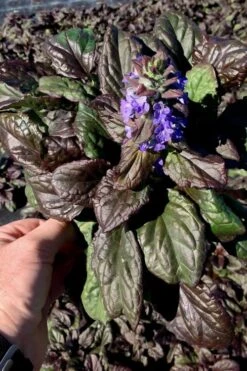 Catlins Giant Ajuga - Bugleweed - 5 Pack Of Pint Pots -Garden Plants Shop Ajuga Catlins Giant 10 2