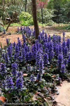 Catlins Giant Ajuga - Bugleweed - 6 Pack Of 3.5" Pint Pots 10 Catlins Giant Ajuga - Bugleweed - 6 Pack Of 3.5" Pint Pots -Garden Plants Shop Ajuga Catlins Giant 20 1