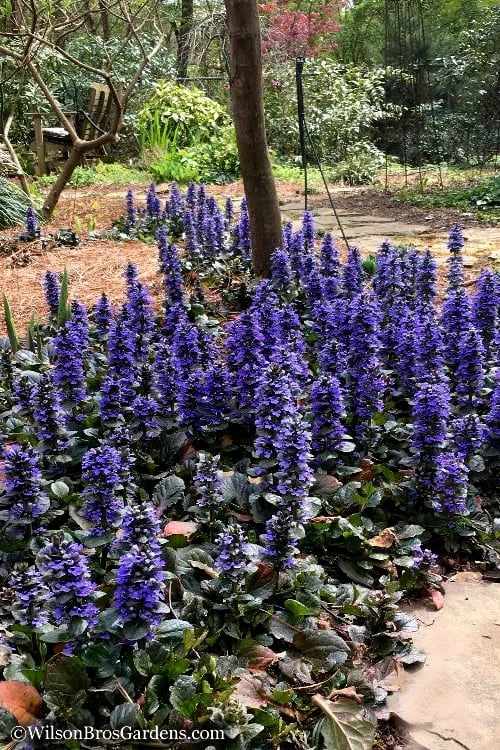 Catlins Giant Ajuga - Bugleweed - 6 Pack Of 3.5" Pint Pots 6 Catlins Giant Ajuga - Bugleweed - 6 Pack Of 3.5" Pint Pots - Image 4