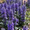 Catlins Giant Ajuga - Bugleweed - 6 Pack Of 3.5" Pint Pots 2 Catlins Giant Ajuga - Bugleweed - 6 Pack Of 3.5" Pint Pots -Garden Plants Shop Ajuga Catlins Giant 21 1