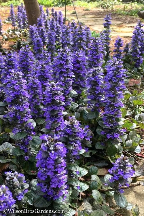 Catlins Giant Ajuga - Bugleweed - 5 Pack Of Quart Pots 3 Catlins Giant Ajuga - Bugleweed - 5 Pack Of Quart Pots