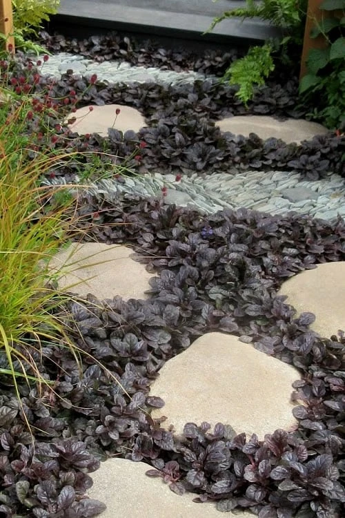 Mahogany Ajuga (Bugleweed) - 5 Pack Of Quart Pots 3 Mahogany Ajuga (Bugleweed) - 5 Pack Of Quart Pots