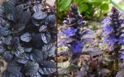 Mahogany Ajuga (Bugleweed) - 5 Pack Of Quart Pots 11 Mahogany Ajuga (Bugleweed) - 5 Pack Of Quart Pots -Garden Plants Shop Ajuga Mahogany Combo