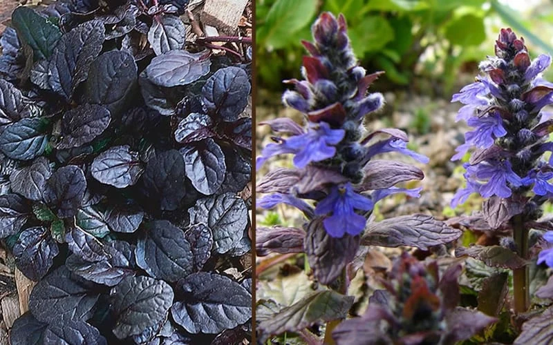 Mahogany Ajuga (Bugleweed) - 5 Pack Of Quart Pots 6 Mahogany Ajuga (Bugleweed) - 5 Pack Of Quart Pots - Image 4
