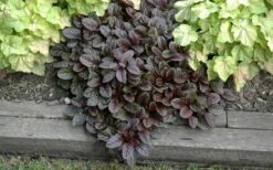 Mahogany Ajuga (Bugleweed) - 5 Pack Of Quart Pots 12 Mahogany Ajuga (Bugleweed) - 5 Pack Of Quart Pots -Garden Plants Shop Ajuga Mahogany Landscape