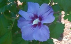 Blue Satin Rose Of Sharon - Hibiscus - Althea - 2 Gallon Pot -Garden Plants Shop Althea Blue Satin Hibiscus Rose Of Sharon 50