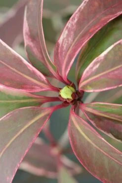 Pink Frost Florida Anise - Illicium Floridanum - 1 Gallon Pot -Garden Plants Shop Anise Pink Frost 14