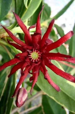 Pink Frost Florida Anise - Illicium Floridanum - 1 Gallon Pot -Garden Plants Shop Anise Pink Frost 15