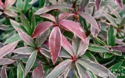 Pink Frost Florida Anise - Illicium Floridanum - 3 Gallon Pot -Garden Plants Shop Anise Pink Frost 16 1