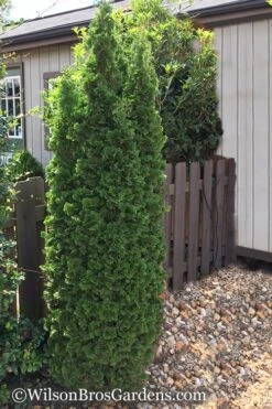 Degroots Spire Arborvitae - 3 Gallon Pot -Garden Plants Shop Arborvitae Degroots Spire 1 500x750 1