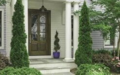 Degroots Spire Arborvitae - 3 Gallon Pot -Garden Plants Shop Arborvitae Degroots Spire 30