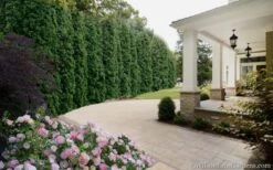 Degroots Spire Arborvitae - 3 Gallon Pot -Garden Plants Shop Arborvitae Degroots Spire 33