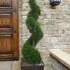 Emerald Green Arborvitae Spiral Topiary - 5 Gallon Pot (6') -Garden Plants Shop Arborvitae Emerald Green Spiral 6 2
