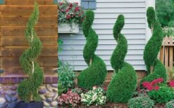 Emerald Green Arborvitae Spiral Topiary - 5 Gallon Pot (6') 9 Emerald Green Arborvitae Spiral Topiary - 5 Gallon Pot (6') -Garden Plants Shop Arborvitae Emerald Green Spiral 800x500 3