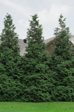 Green Giant Arborvitae - 1 Gallon Pot -Garden Plants Shop Arborvitae Green Giant 500x750 2