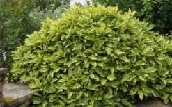 Gold Dust Aucuba - Japanese Laurel - 3 Gallon Pot -Garden Plants Shop Aucuba Gold Dust 14