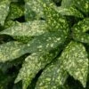 Gold Dust Aucuba - Japanese Laurel - 3 Gallon Pot -Garden Plants Shop Aucuba Gold Dust 16