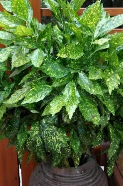 Gold Dust Aucuba - Japanese Laurel - 3 Gallon Pot -Garden Plants Shop Aucuba Gold Dust 17