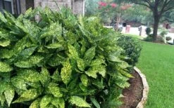 Gold Dust Aucuba - Japanese Laurel - 3 Gallon Pot -Garden Plants Shop Aucuba Gold Dust 18