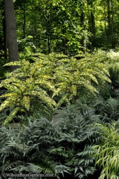 Hosoba Hoshifu Variegated Aucuba (Japanese Laurel) - 3 Gallon Pot -Garden Plants Shop Aucuba Hosoba Hoshifu