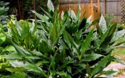 Sawtoothed Aucuba Serratifolia - 3 Gallon Pot -Garden Plants Shop Aucuba Sawtoothed 3