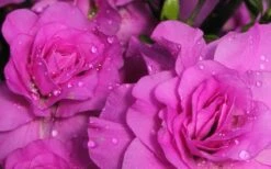 Amelia Rose Azalea - 1 Gallon Pot 11 Amelia Rose Azalea - 1 Gallon Pot -Garden Plants Shop Azalea Amelia Rose 1