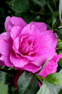 Amelia Rose Azalea - 1 Gallon Pot 10 Amelia Rose Azalea - 1 Gallon Pot -Garden Plants Shop Azalea Amelia Rose 3