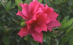 Brilliant Southern Indica Azalea - 1 Gallon Pot -Garden Plants Shop Azalea Brilliant 1