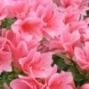 Coral Bells Azalea - 1 Gallon Pot -Garden Plants Shop Azalea Coral Bells 1 500x750 1