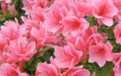 Coral Bells Azalea - 1 Gallon Pot -Garden Plants Shop Azalea Coral Bells