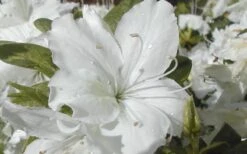 Delaware Valley White Azalea - 6 Pack Of 1 Gallon Pots -Garden Plants Shop Azalea Delaware Valley White 2