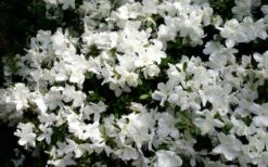 Delaware Valley White Azalea - 6 Pack Of 1 Gallon Pots -Garden Plants Shop Azalea Deleware Valley White Bloom