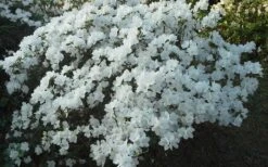 Delaware Valley White Azalea - 6 Pack Of 1 Gallon Pots -Garden Plants Shop Azalea Deleware Valley White Landscape