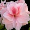 Autumn Belle Encore Azalea - 1 Gallon Pot 1 Autumn Belle Encore Azalea - 1 Gallon Pot -Garden Plants Shop Azalea Encore Autumn Belle 20