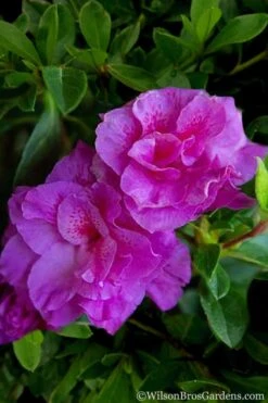 Autumn Majesty Encore Azalea - 3 Gallon Pot 13 Autumn Majesty Encore Azalea - 3 Gallon Pot -Garden Plants Shop Azalea Encore Autumn Majesty 5