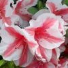 Autumn Starburst Encore Azalea - 1 Gallon Pot -Garden Plants Shop Azalea Encore Autumn Starburst