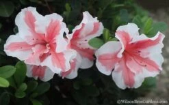Autumn Starburst Encore Azalea - 1 Gallon Pot -Garden Plants Shop Azalea Encore Autumn Starburst 2