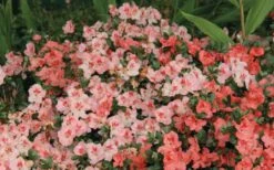 Hilda Niblett Azalea - 1 Gallon Pot 14 Hilda Niblett Azalea - 1 Gallon Pot -Garden Plants Shop Azalea Hilda Niblet Flowers 2