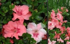 Hilda Niblett Azalea - 1 Gallon Pot 15 Hilda Niblett Azalea - 1 Gallon Pot -Garden Plants Shop Azalea Hilda Niblet Flowers 3