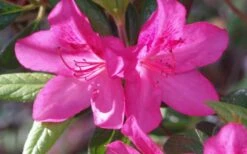 Judge Solomon Southern Indica Azalea - 3 Gallon Pot -Garden Plants Shop Azalea Judge Solomon 50