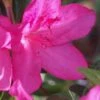 Judge Solomon Southern Indica Azalea - 3 Gallon Pot -Garden Plants Shop Azalea Judge Solomon 500x750 1