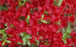 Midnight Flare Azalea - 3 Gallon Pot -Garden Plants Shop Azalea Midnight Flare 1